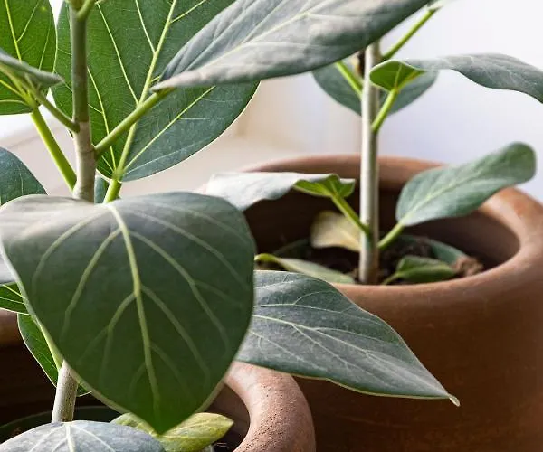 Taipas Townhouse 1865_boutique *